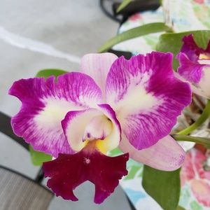 Meet your Posher, Alicia